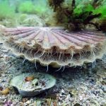 la-coquille-saint-jacques-plongee-dans-les-oceans-10-60998